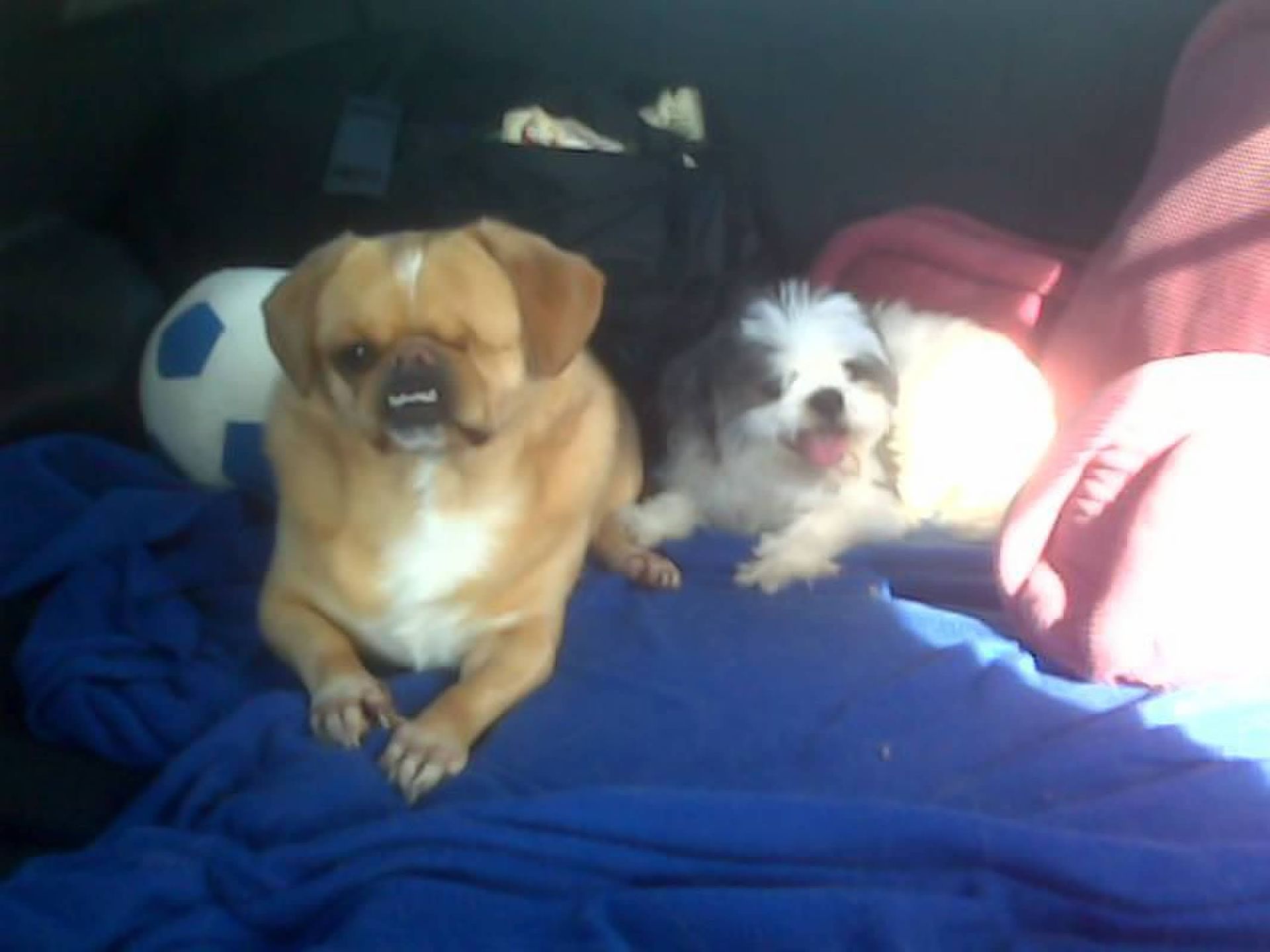 Doggy K Care dog sitter Paducah KY Lone Oak, Murray, Mayfield, Western Kentucky Reliable Pet Sitter, Find Paducah Dog Sitter