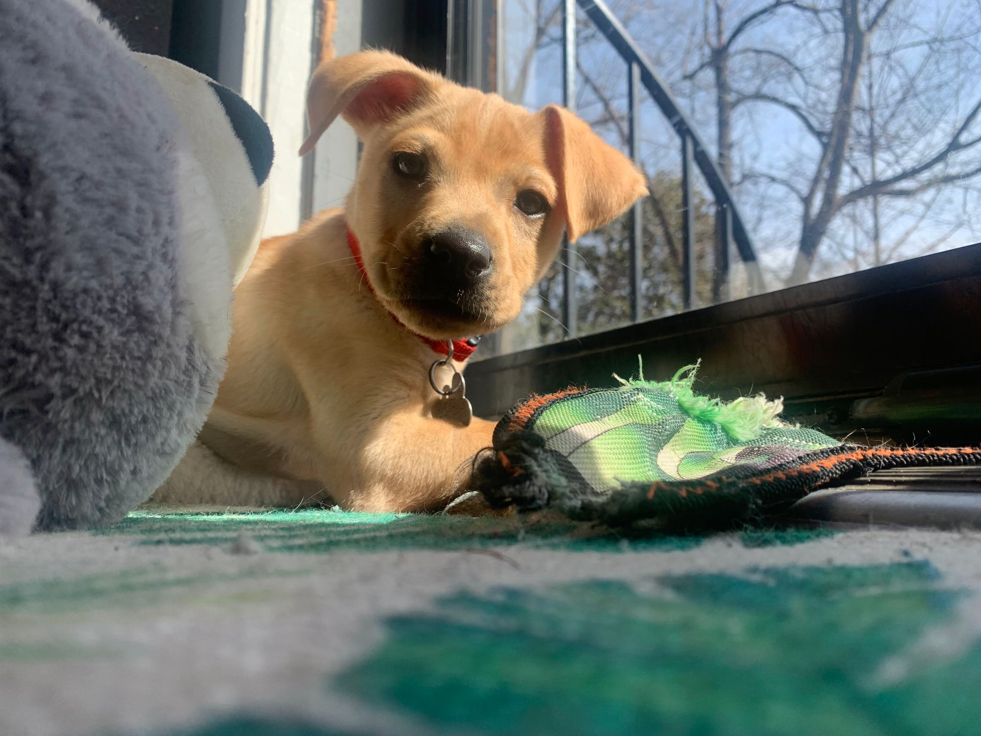 Paducah Pet Sitter in Paducah Lone Oak Murray Mayfield Reidland Benton Eddyville Pet Care Kentucky Lake Pet Care Clover