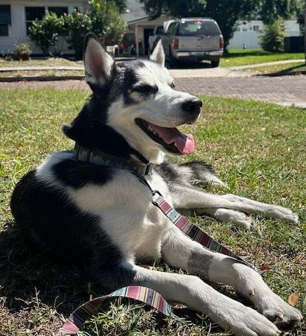 Doggy K Care dog sitter Paducah KY Lone Oak, Murray, Mayfield, Western Kentucky Reliable Pet Sitter, Find Paducah Dog Sitter