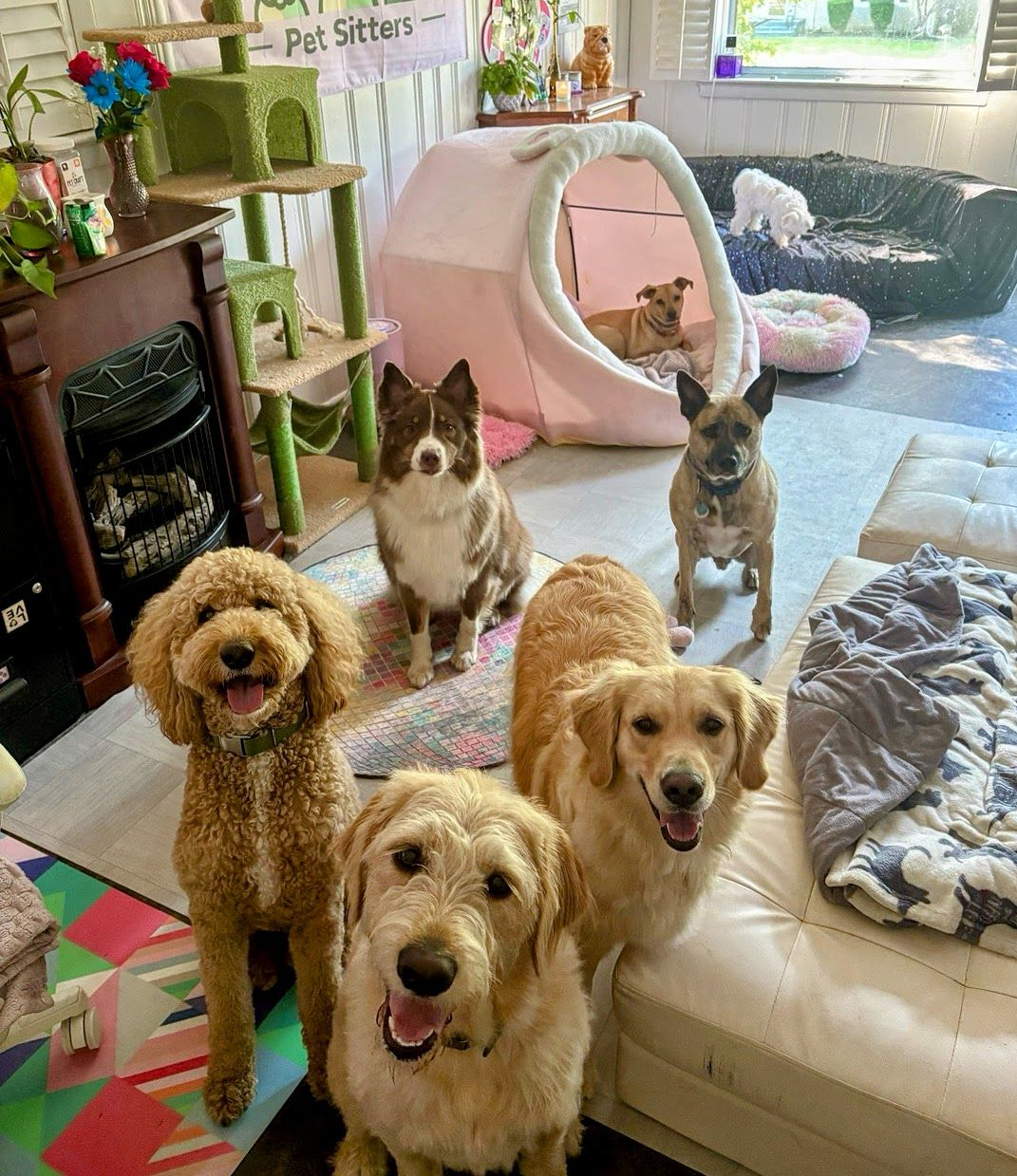 Paducah's Best Pet Sitter