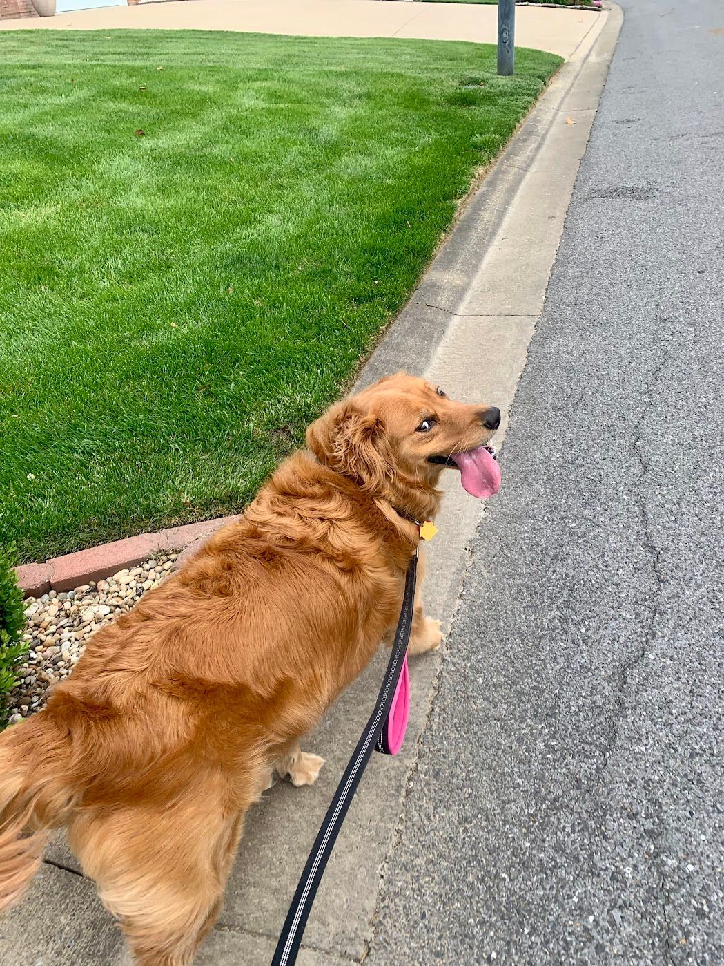 Doggy K Care dog sitter Paducah KY Lone Oak, Murray, Mayfield, Western Kentucky Reliable Pet Sitter, Find Paducah Dog Sitter