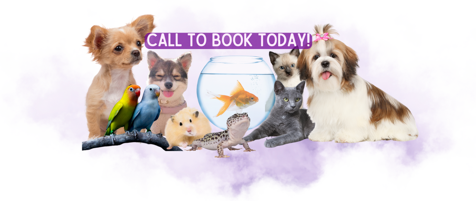 Paducah Cat Sitter near you dog care puppy care animal care pet sitting in Western Kentucky Southern Illinois