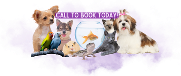 Licensed Paducah Pet Sitter, Dog Sitting, Cat Care, Animal Care Paducah, McCracken County Pet Sitter