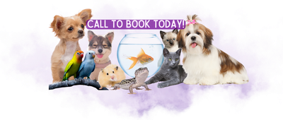 Paducah Cat Sitter near you dog care puppy care animal care pet sitting in Western Kentucky Southern Illinois