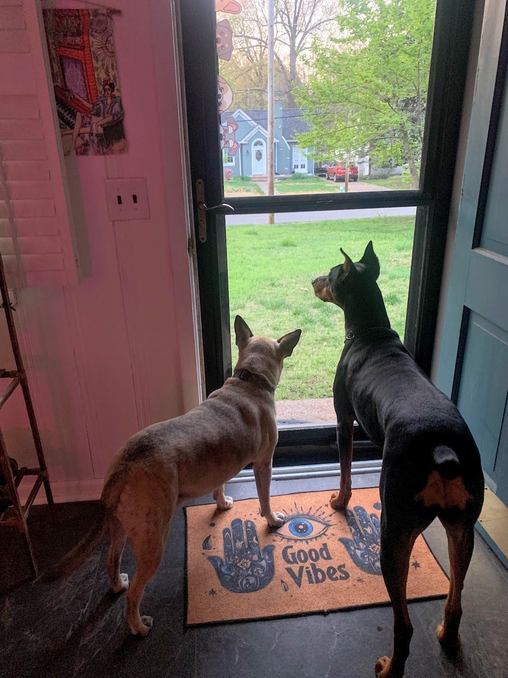 Doggy K Care dog sitter Paducah KY Lone Oak, Murray, Mayfield, Western Kentucky Reliable Pet Sitter, Find Paducah Dog Sitter