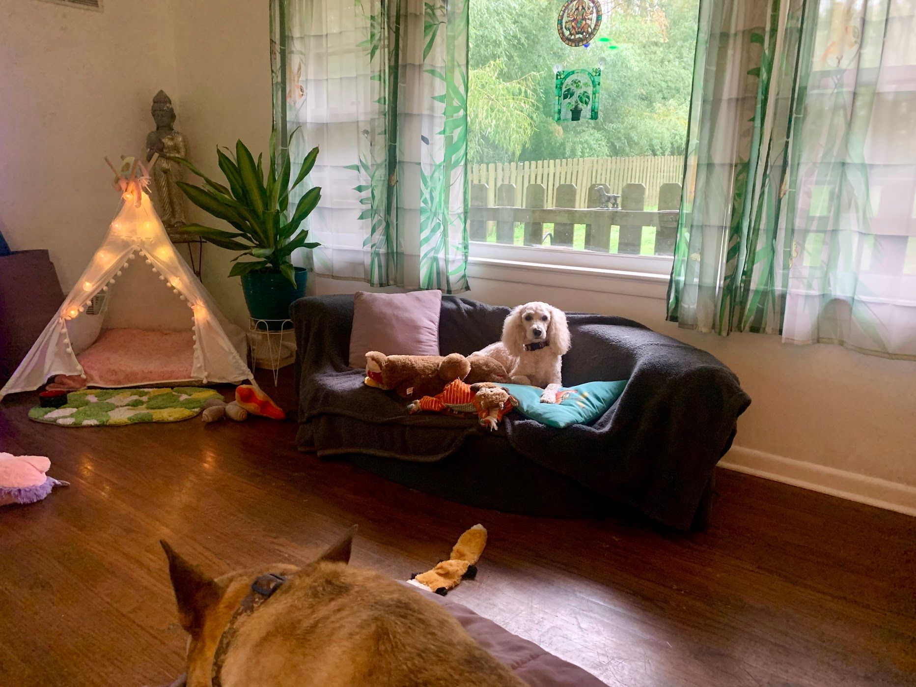 Paducah Dog Care Cat Sitter Doggy Daycare Puppy Sitter Overnights Boarding Animal Lover