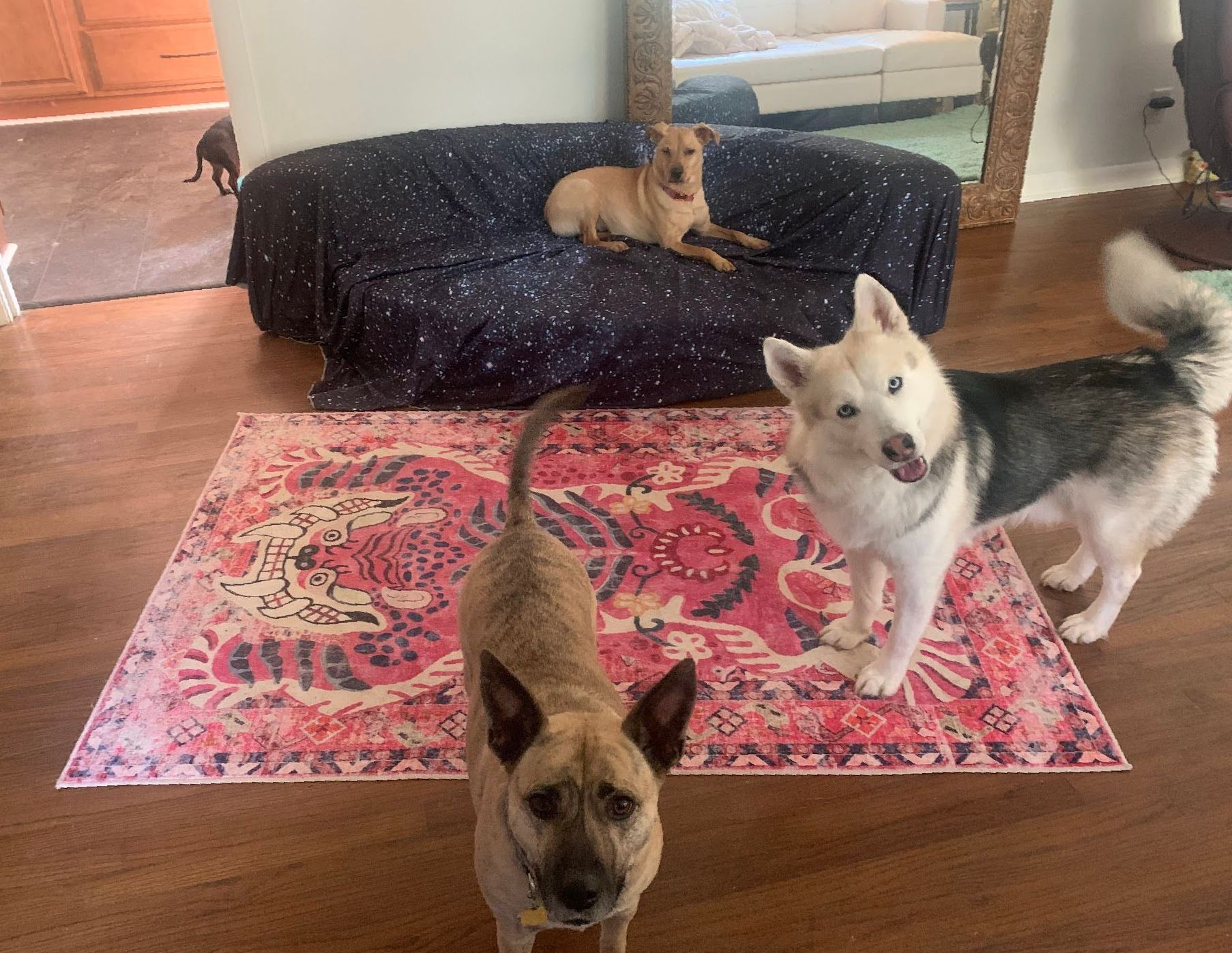 Dog walking services in Paducah, KY with trusted pet sitters providing exercise and care for dogs in Paducah