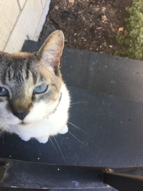 Cat Sitter Near Me Paducah Kitty Care Doggie Day Care Dog Sitter Paducah