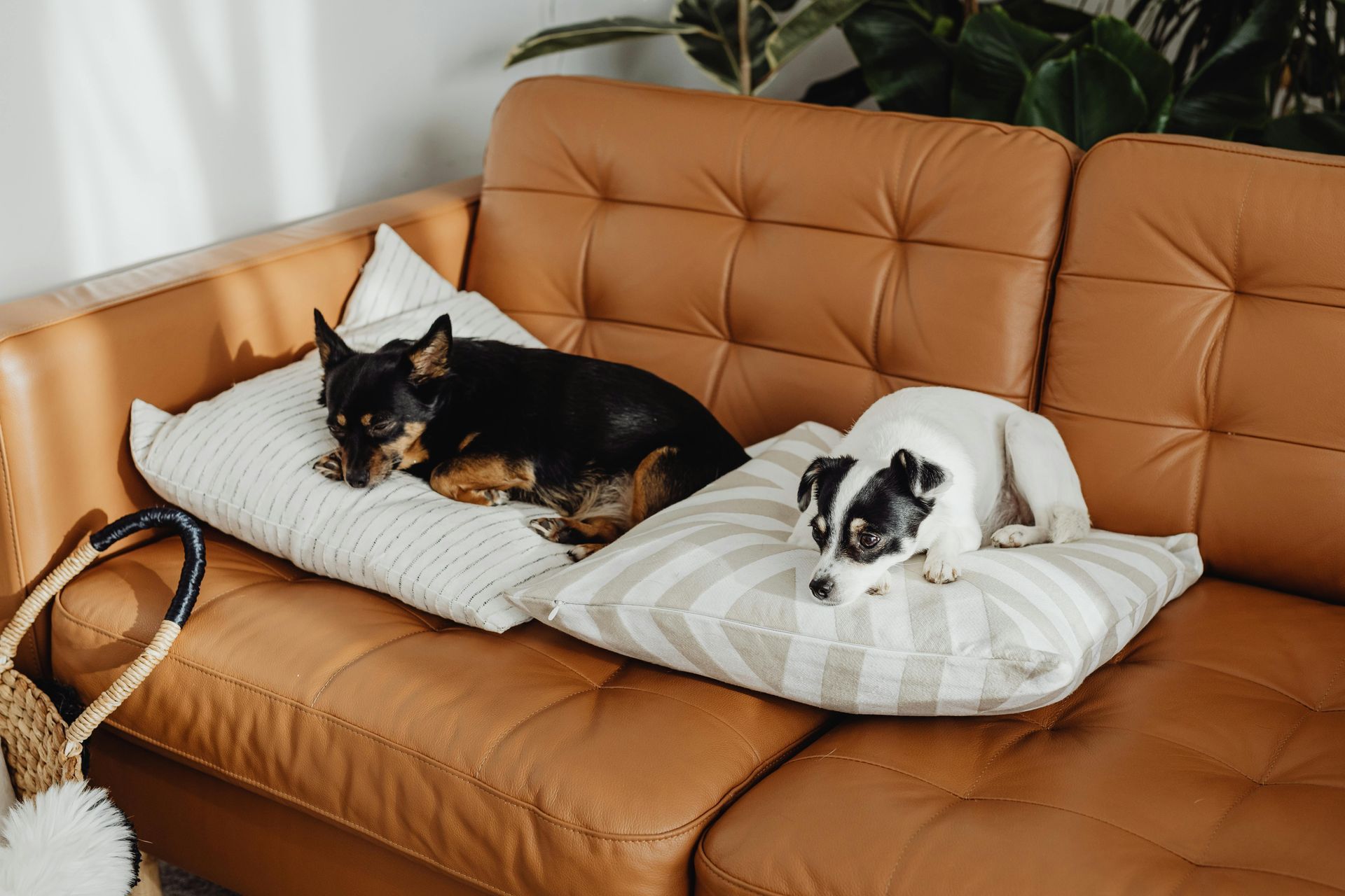 Doggy K Care dog sitter Paducah KY Lone Oak, Murray, Mayfield, Western Kentucky Reliable Pet Sitter, Find Paducah Dog Sitter