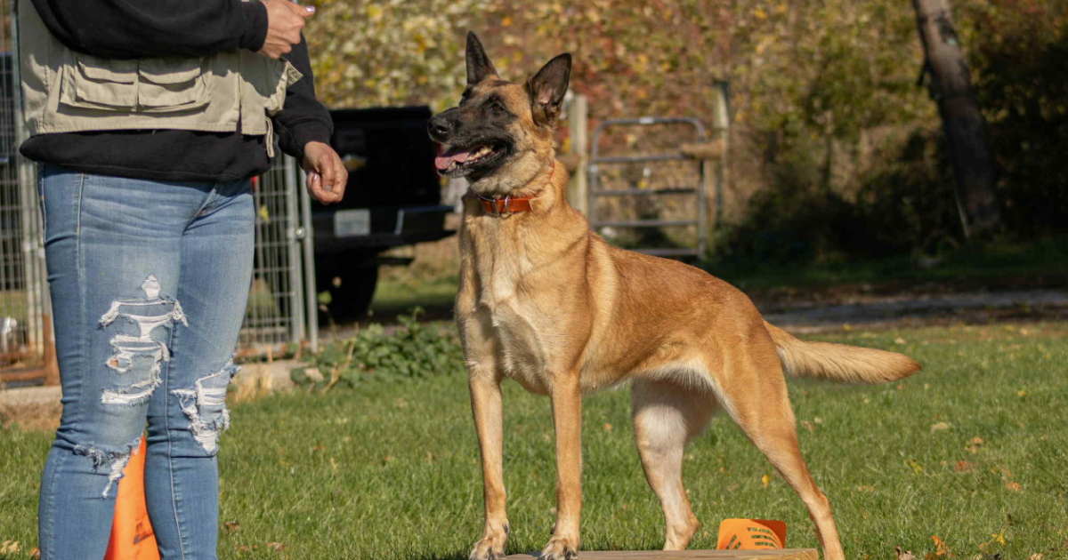 Dog trainer in Bourbonnais Illinois with a trained dog, Custom K9 Dog Training