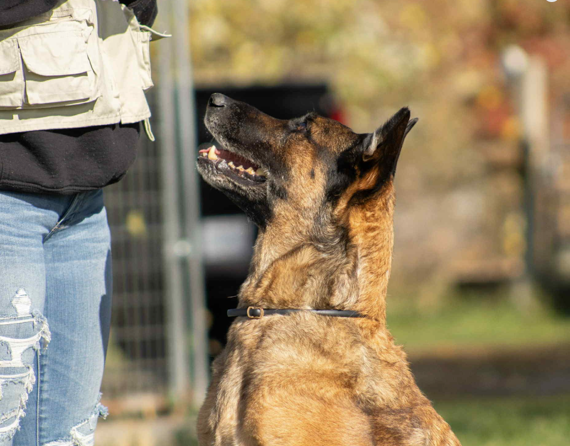 dog trainer in bourbonnais illinois