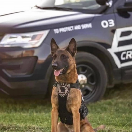 police dog trainer in bourbonnais illinois