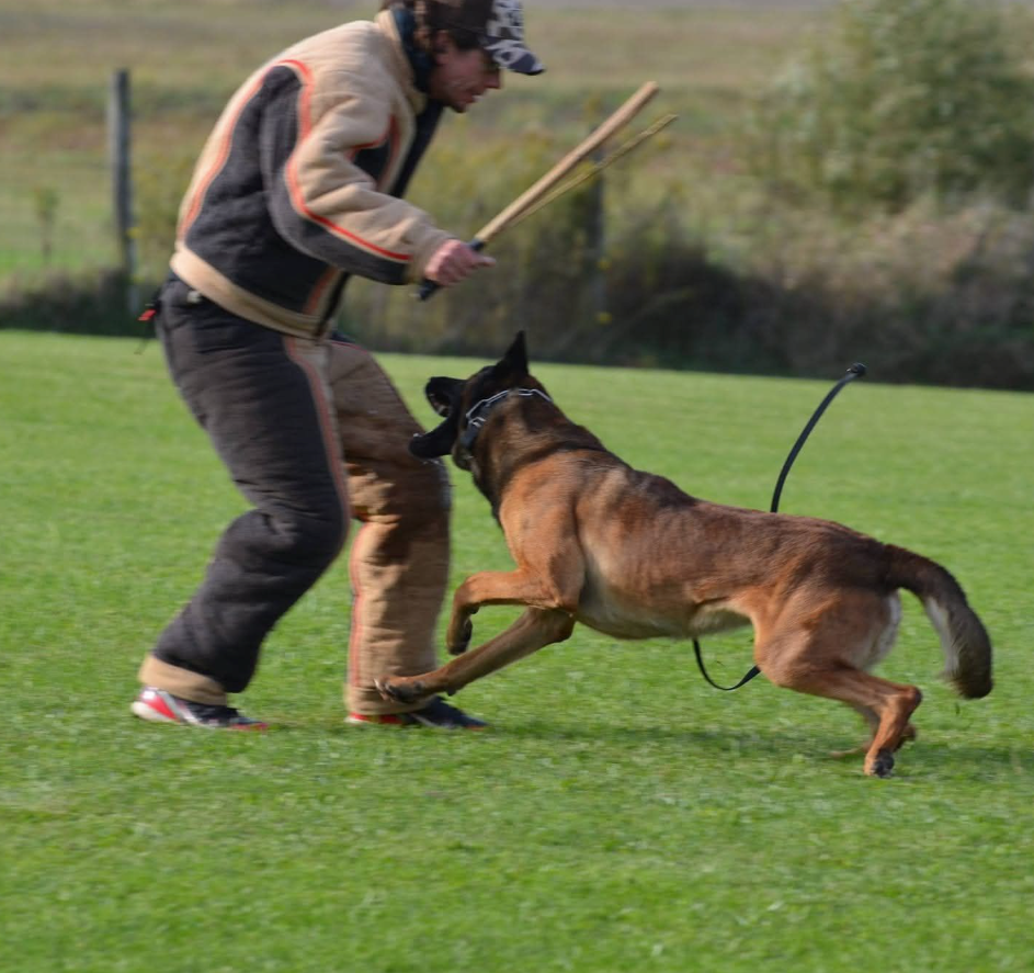 working dog training in bradley illinois