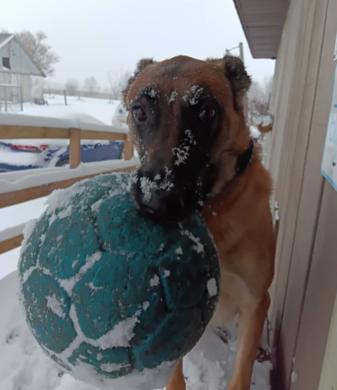 Family dog training in Bourbonnais IL with Custom K9 Dog Training