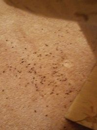 Bed bugs on fabric — Nashville, TN — State-Line Exterminating