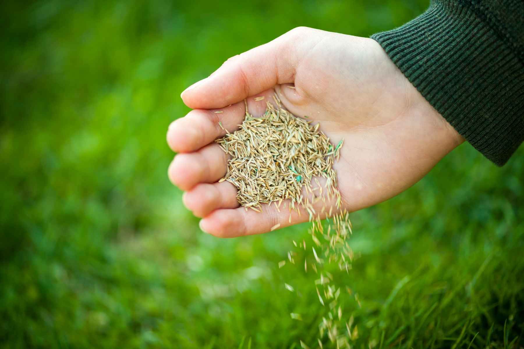 lawn overseeding