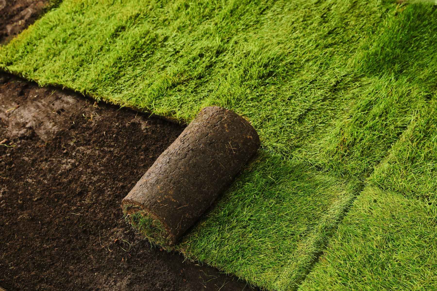 sod installation 