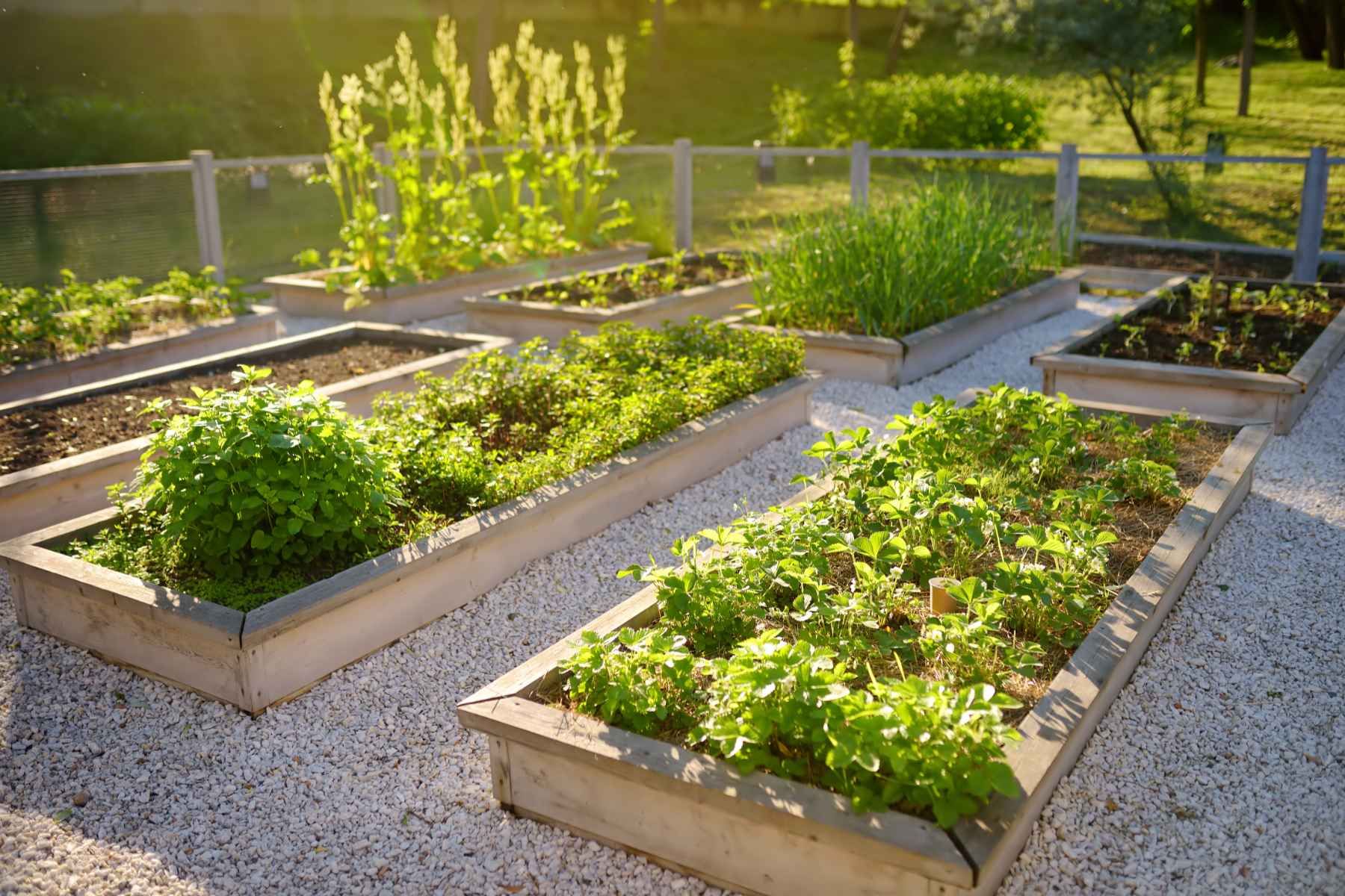 garden bed with plants