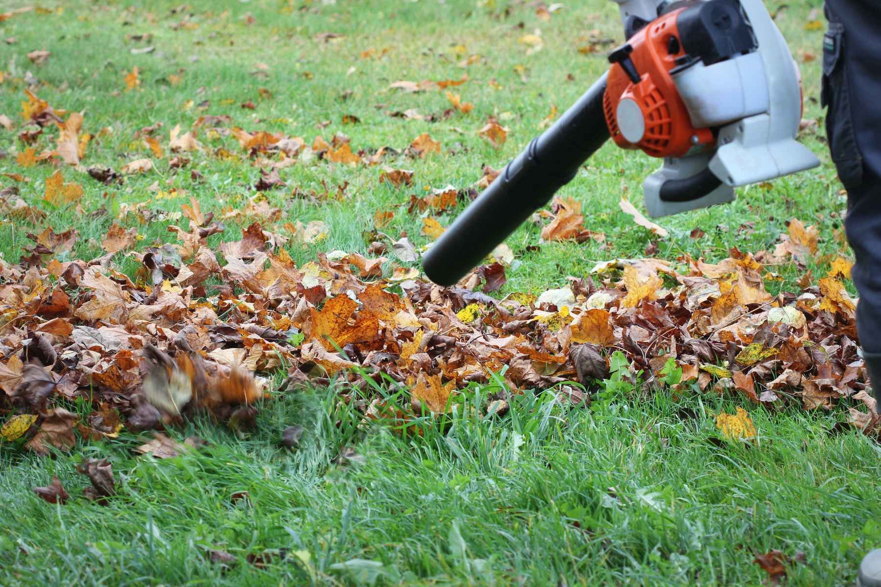 fall cleanup