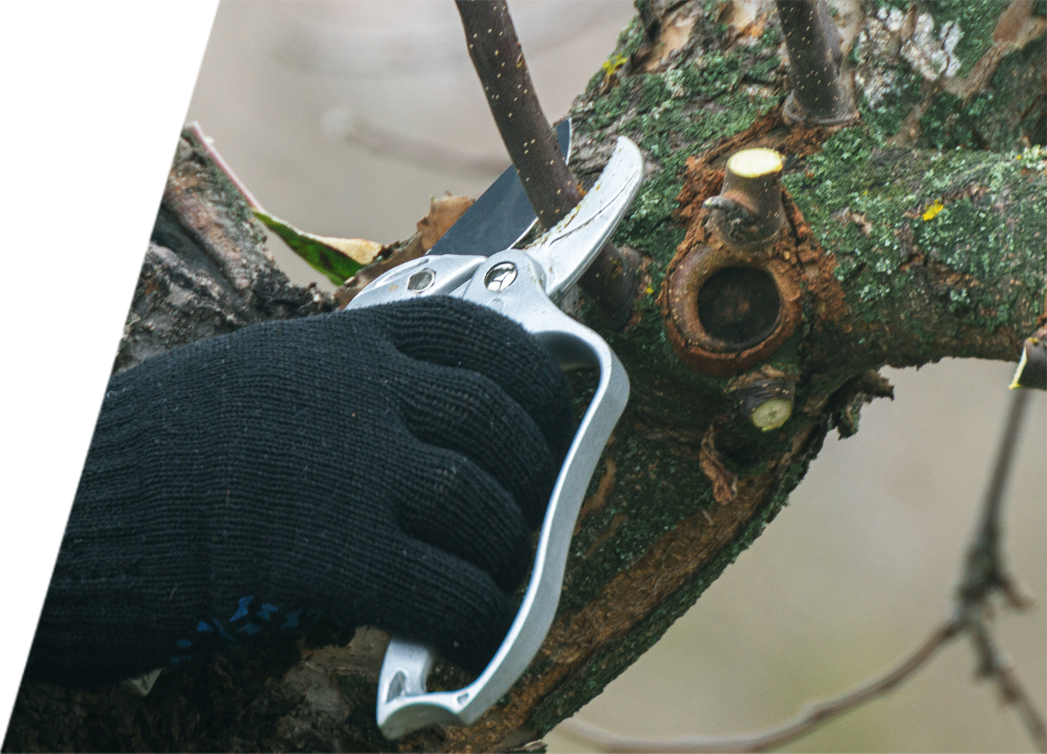 A certified arborist pruning a tree branch with black sooty mold fungus