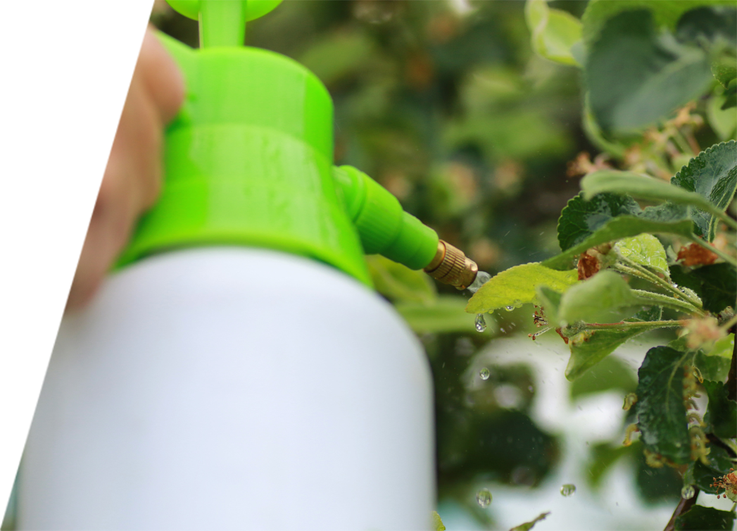 A certified arborist treating a diseased tree by spraying with a green bottle