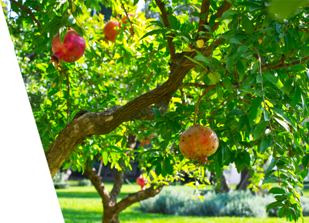 A healthy pomegranate tree bearing fruit