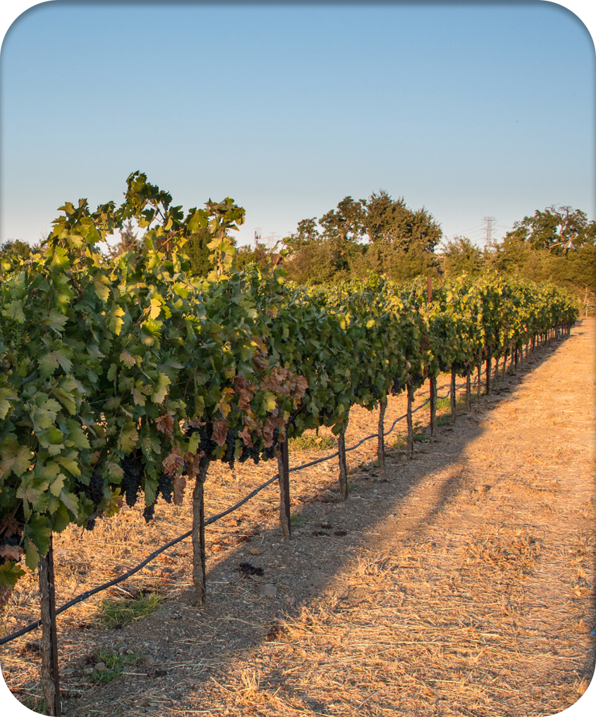 A healthy vineyard in Livermore