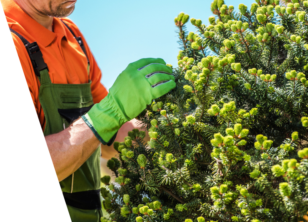 A man wearing green gloves is checking a tree for pests