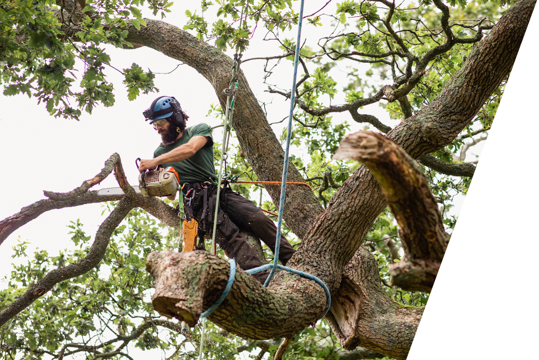 A man is cutting a tree branch with a chainsaw.
