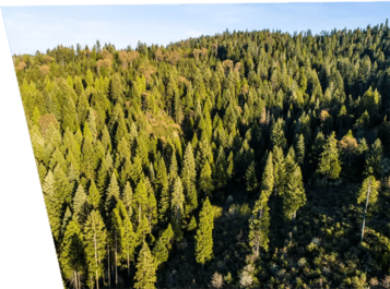 A panoramic view of a healthy forest in California