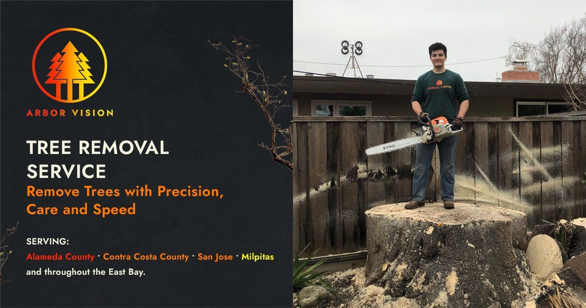 Tree Removal Service • Arbor Vision, Inc. • San Ramon, CA
