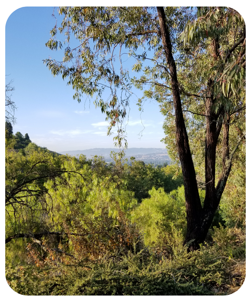 A tree with lots of leaves is in the middle of a hill in San Ramon California