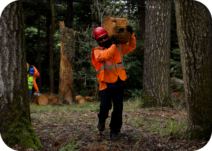 An ISA Certified Arborist carrying a cut up log piece