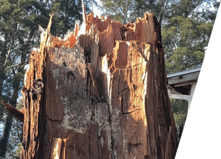 An unhealthy tree bark being handled by arborists