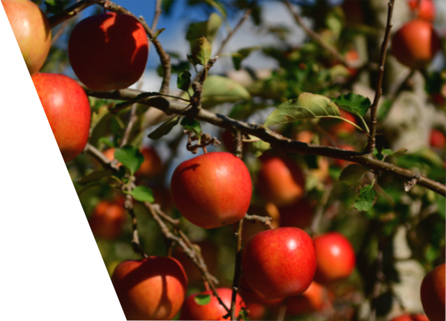 A bunch of apples hanging from a tree branch