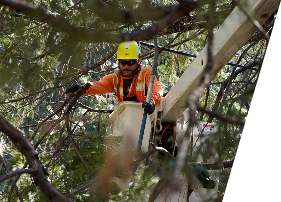 Arbor Vision team member being lifted to trim overgrown branches