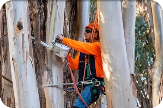 Arbor vision team member professionally cutting branches