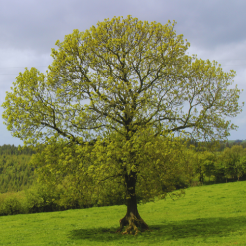 Photo of a mature ash tree with a full canopy of light green leaves in a lush field.