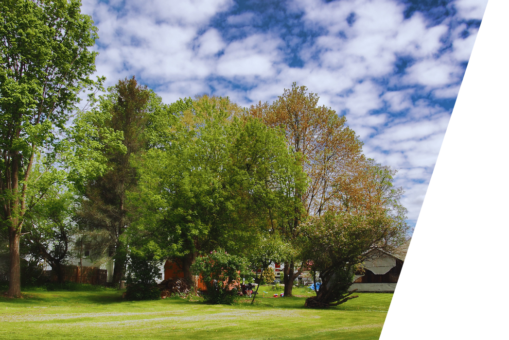 A lawn with trees and a blue sky in the background