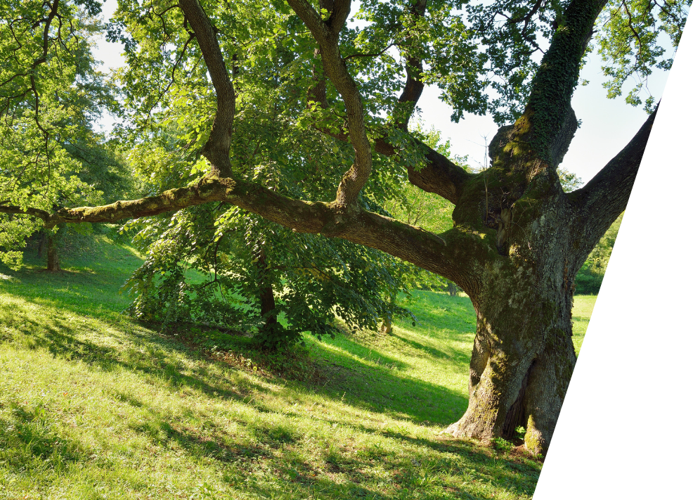 Big Oak Tree