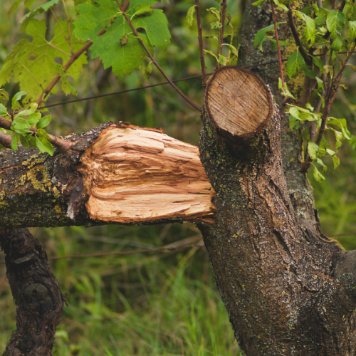 Broken tree branch showing signs of brittleness