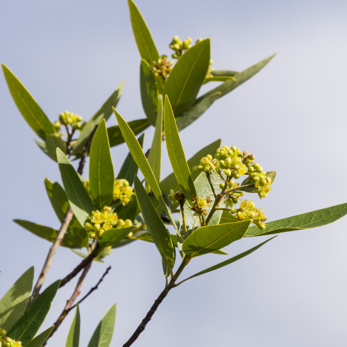 Close-up of California Bay Laurel branches with yellow blossoms.