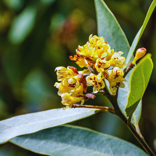 Yellowish California Bay Laurel flowers clustered on branches with lush green leaves.