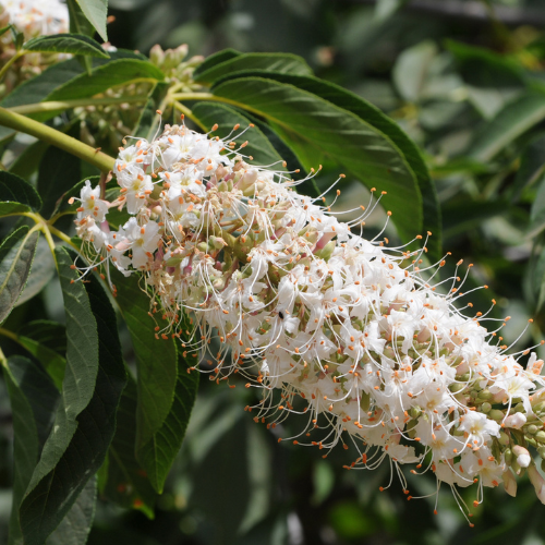 Close-up of a flowering California Buckeye branch with white blossoms.