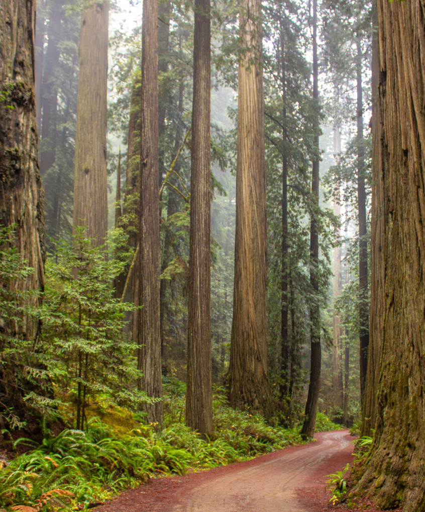 A dirt road in the middle of a forest