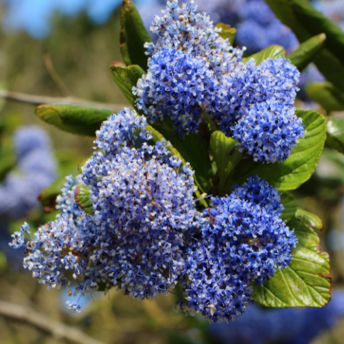 Close-up of vibrant blue flowers on a Ceanothus 'Ray Hartman' branch.