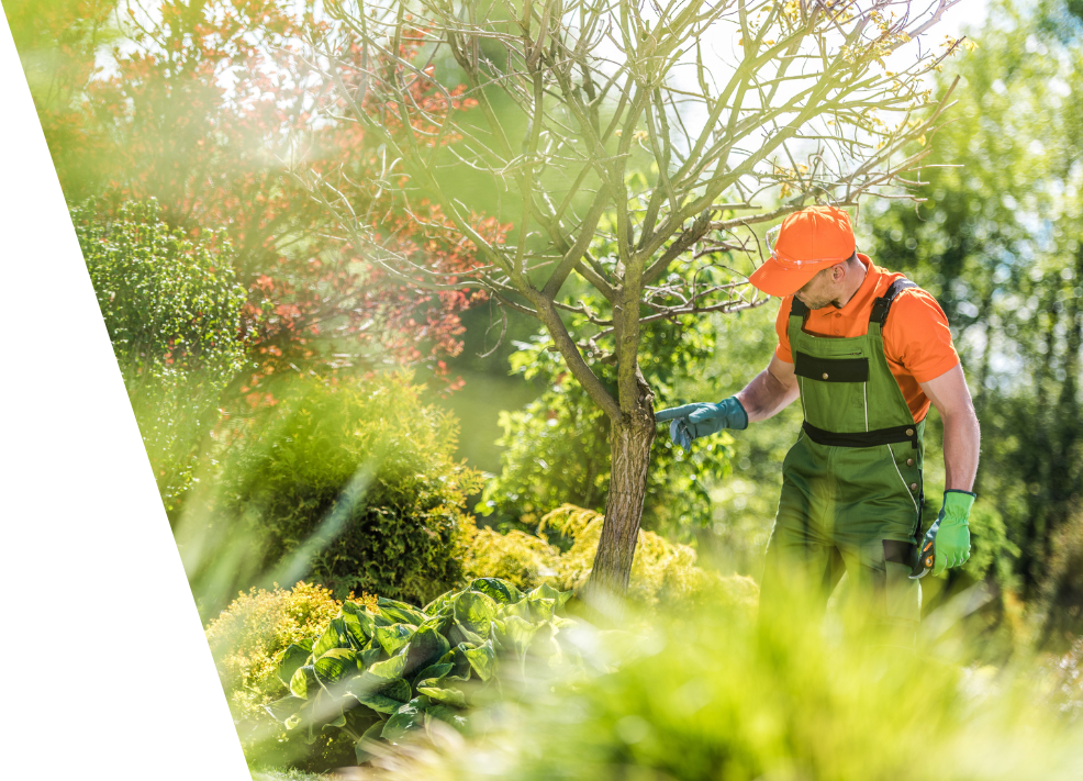 A man is checking garden tree health