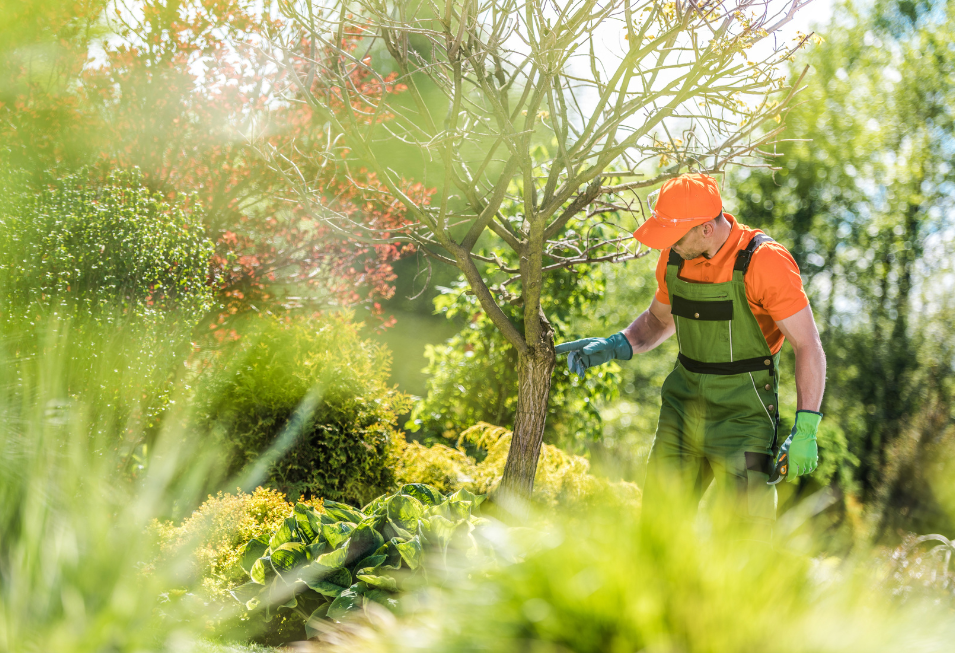 A man is checking a tree in a garden.