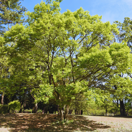 Photo of a mature Chinese Hackberry tree with lush green foliage in a sunny park setting.