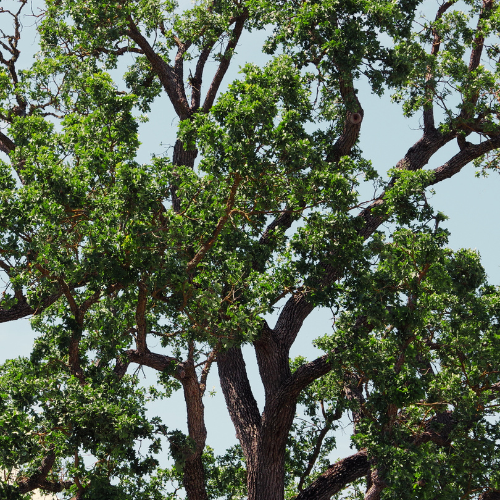 Dense foliage and sturdy branches of a Coast Live Oak tree, showcasing its broadleaf evergreen leaves.